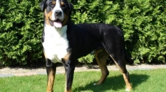 Veliki švicarski zennnhund (foto): pas, uvijek spreman da dođe u spas